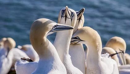 Jiu You-水晶宫主场不敌伯恩茅斯，遭遇连败，水晶宫vs伯恩利