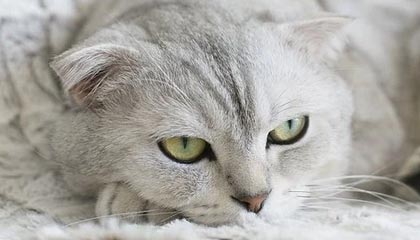 九游用户空间-最经典的防守瞬间：门将的神级扑救回顾，门将扑救技巧教学